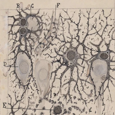 Cajal's ink drawing of astrocytes and neurons in the cerebral cortex